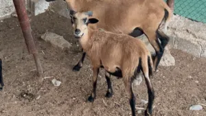 كبش وعل الكاميروني للبيع