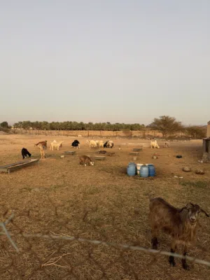 يوجود جدايه 2صوماليات مال 20كيلو وشي تيس فحل حامودي مال حبل الاخضر
