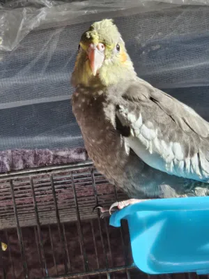 طيور كوكتيل اليفة للبيع