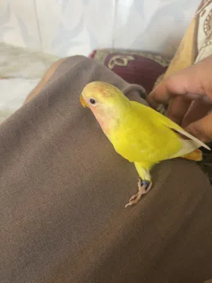 زوج غندوره عيون حمر أليفات طينه العمر شهرين ونص تبزيري محلقات بأسمي