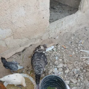 حبش و بط و اوز للبيع كوم كامل