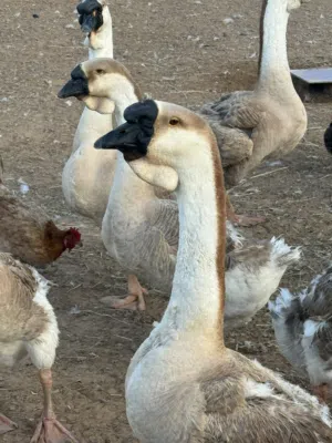 النوع: إوز رأس الأسد