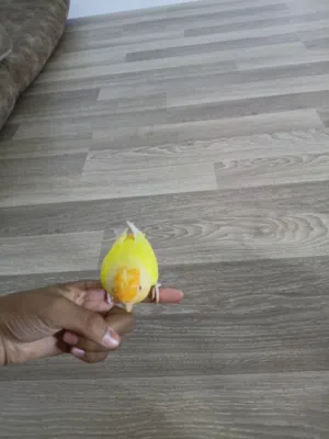 بركديلو اورنج مروض