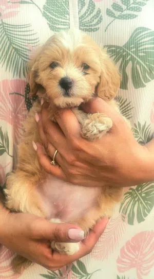 Maltipoo female
