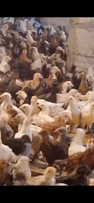 دجاج عماني العمر شهر سعر لحبه 650 بيسه