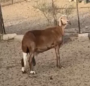 جاعدة سودانية طيبه
