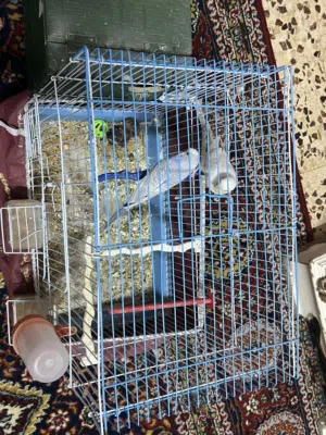 طيور حب للبيع نضاف وشغلين