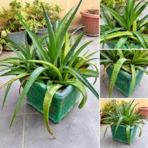 Healthy Aloe Vera Plant in Artistic Green Pot-5.99 BD