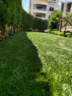 نجيل طبيعي للحدائق والمزارع والجلسات الخارجية