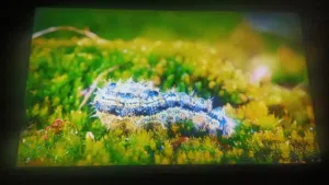شاشه 55 ماجيك سمارت LED تدعم 4K