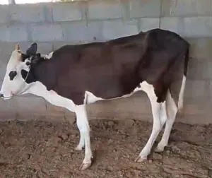بيع ابقار بالجملة