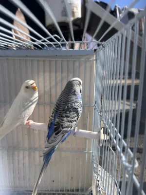 زوج طيور حب شغال جاهز للبيض