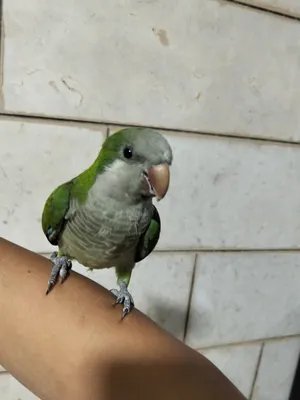 Parrots3
