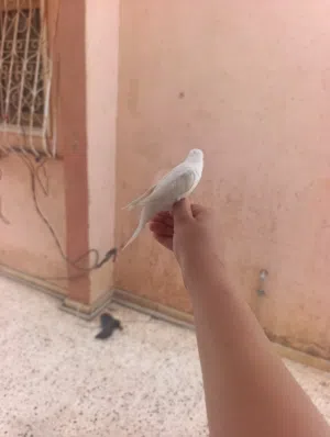بادجي للبيع مروض فل أقرى وصف