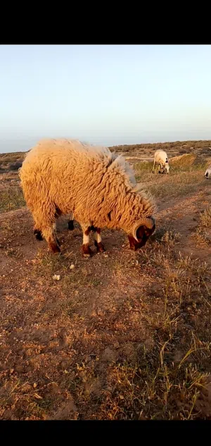 خروف عيد مرعا وشعير مدشش للبيع