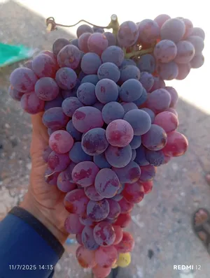 ‏عسل‏1