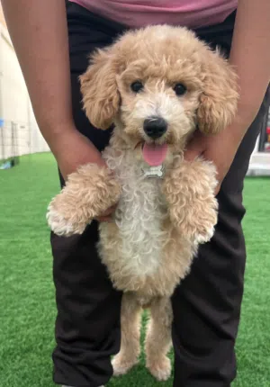 : ذكر   توي بودل عمره 3 أشهر  male  3 month Toy Poodle Puppy
