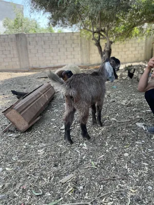 Goats3