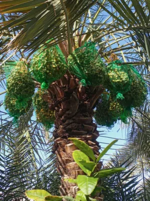 طنا خلايص من له رغبه