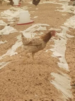 دجاج بلدى بياض