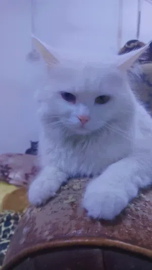 عبود 