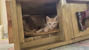 قطة للتبني Cat's for adoption