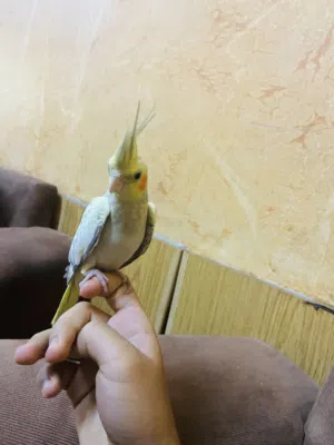 ببغاء كوكتيل طي جميل جدا يحكي سلام عليكم