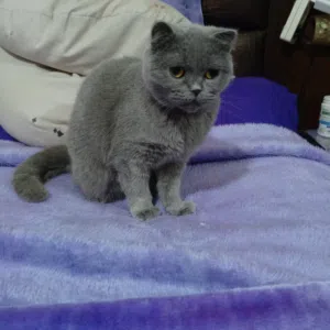 بريتش مخصية انثى اقل من سنة