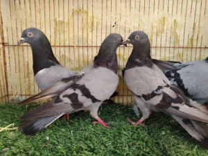 حمام بكستاني هارا