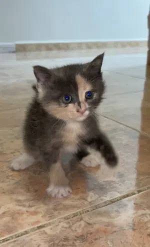 Main coon mix Persian cats