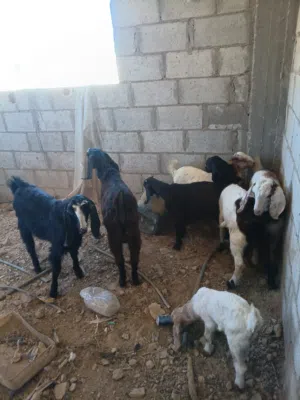 جدايه وصخال بصلاة على النبي