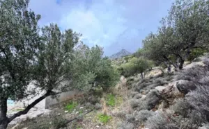 ارض للبيع في صره