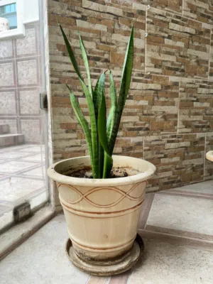Sansevieria Air-purifying Snake Plant Large