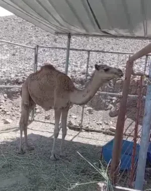 قعود محلي للبيع العمر سنه ونص سمين فول ماشاء الله خالي من كل العذاريب