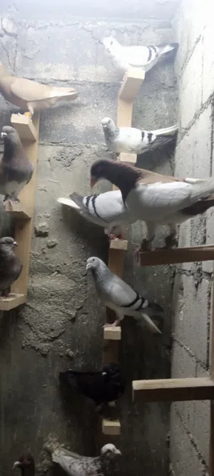 قطعه حمام للبيع