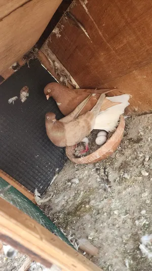 Pigeons1