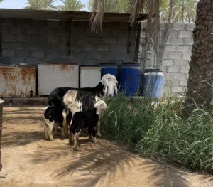 اغنام للبيع العد 4