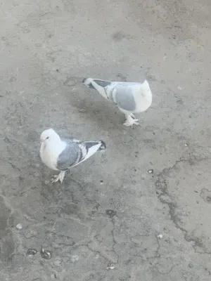 للبيع 3 ازواج مخاليف الاج وحب الرمان اقرة الوصف مهم