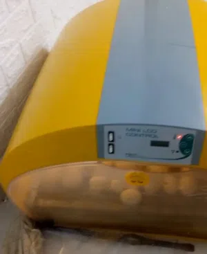 مطلوب فقاسه ايطاليه صغيره مستعمله