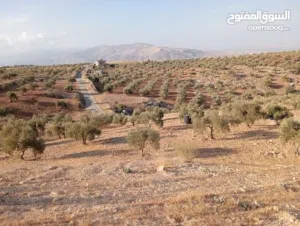 Farm Land for Rent in Ajloun Kuforanja