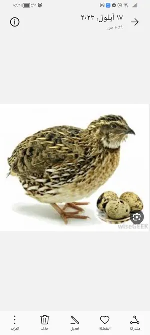 Chickens0