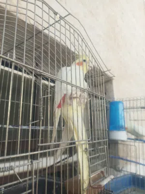 حبه كوكتيل سعره 15
