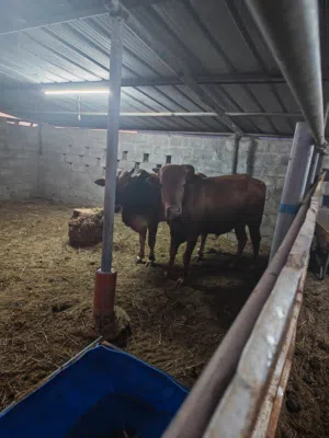 ثور عماني للبيع