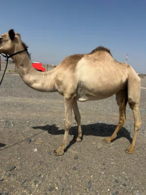 ناقه للبيع ام نبطين حالين حايل وعمرها مب كبيره  مطلوب 700 تواصل من الجاد فقط