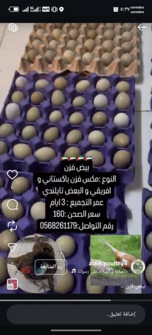 مطلوب مطلوب إناث فزن