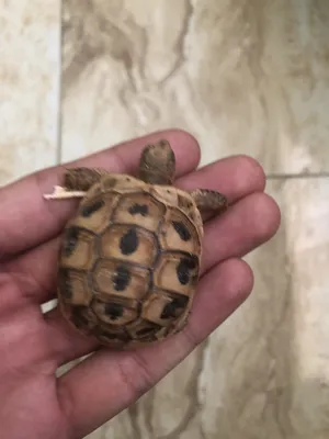 Turtles1