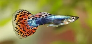 Accessories . Fish4