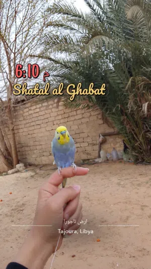 دكر بقلينو تروويض فلل ربي يبارك عيب لا اللهم بارك