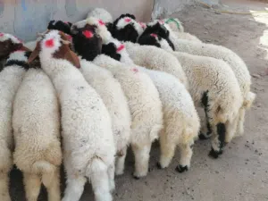 نشتري جميع الغنام والصخول والبقار