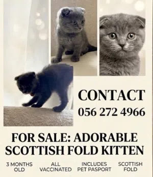 Scottish fold male all vaccinated